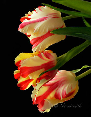 Flaming Parrot Tulip F17 #4797
