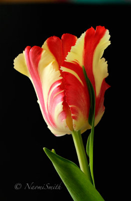 Flaming Parrot Tulip F17 #4776