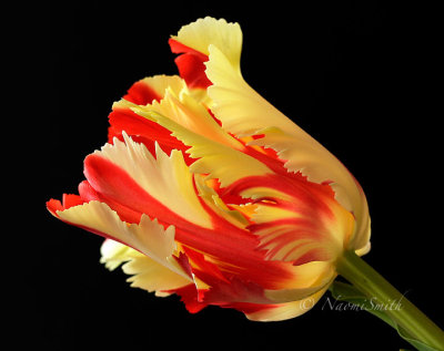 Flaming Parrot Tulip F17 #4767