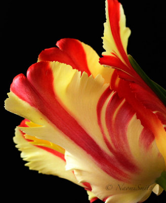 Flaming Parrot Tulip F17 #4760