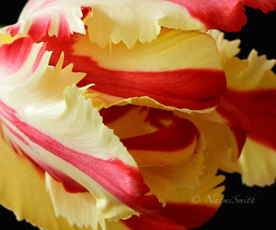 Flaming Parrot Tulip F17 #4749