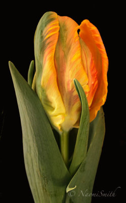 Irene - Parrot Tulip F17 #5015