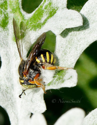 Anthidium oblongatum AU16 #2584