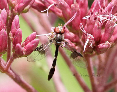 Ocyptamus fascipennis AU16 #6906