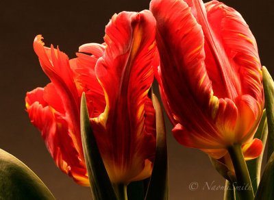 Garden Fire - Parrot Tulip F17 #4856