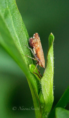 Fieberiella florii AU16 #3083