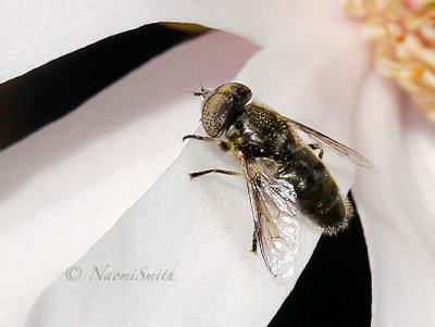 Eristalinus aeneus AP17 #7983