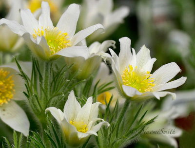 Pulsatilla vulgaris - white AP17 #7962