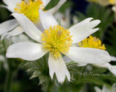 Pulsatilla vulgaris - white AP17 #7971