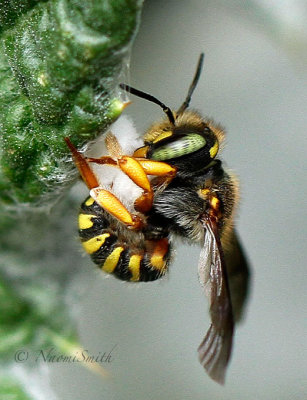 Anthidium oblongatum JL16 #2379