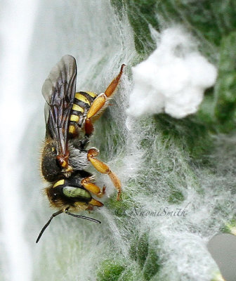 Anthidium oblongatum JL16 #2278