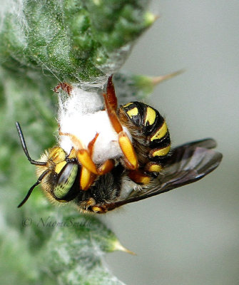 Anthidium oblongatum JL16 #2350