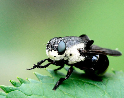 Bot Fly - Cuterebra fontinella JL16 #2683