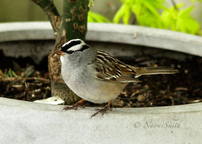 White-crowned Sparrow - Zonotrichia leucophrys MY17 #8678
