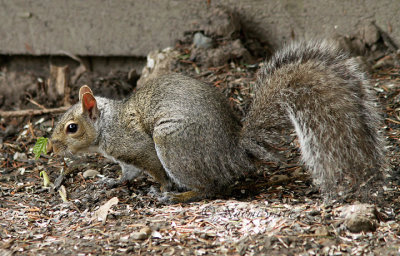 Grey Squirrel MY17 #8689