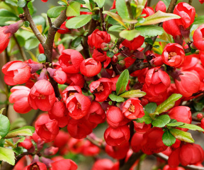 Flowering Quince - Chaenomeles speciosa MY17 #8728