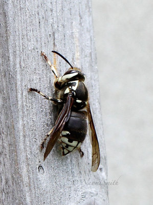 Dolichovespula maculata - Bald-faced Hornet MY17 #0564