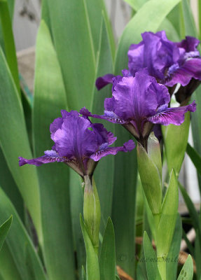 Iris Sultry Mood MY17 #0440