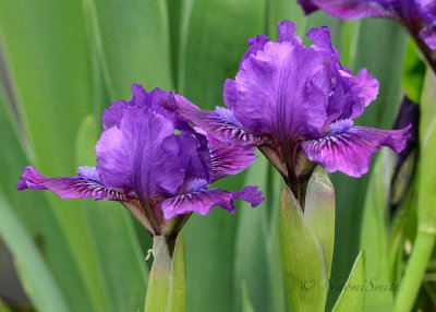 Iris Sultry Mood MY17 #0432
