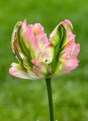 Green Wave Parrot Tulip MY17 #0429