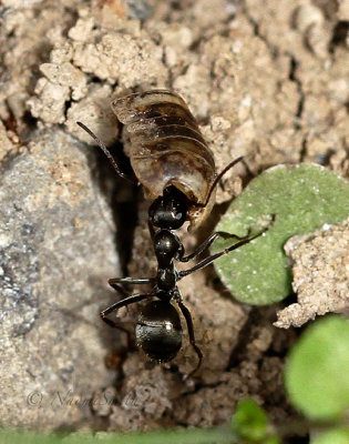 Formica subsericea 