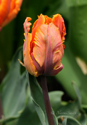 Irene - Parrot Tulip AP16 #8287