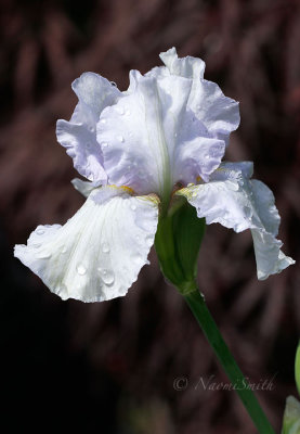 Iris Destined To Dance JN17 #3462