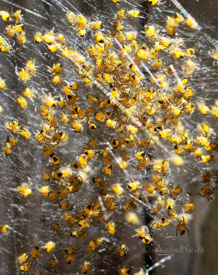 Araneus diadematus spiderlings JN17 #3059