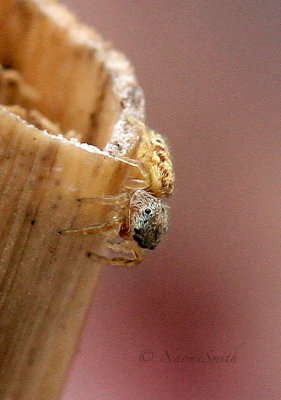 Jumping Spider - immature AP17 #5761