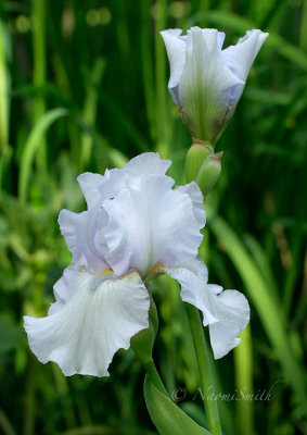 Iris Destined To Dance JN17 #4226
