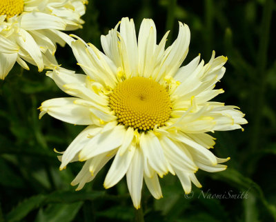 Shasta Daisy -  Goldfinch JN17 #8630