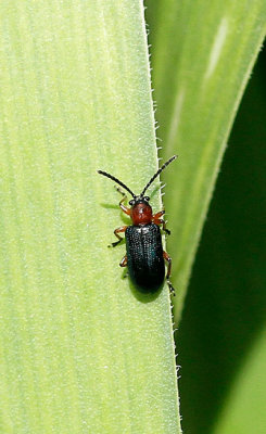 Oulema melanopus AP17 #8185