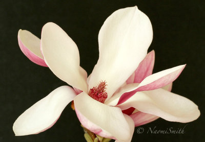 Magnolia soulangeana AP17 #8225