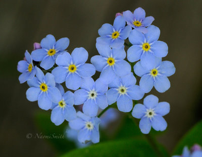 Forget-me-not MY17 #8867