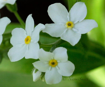 Forget-me-not MY17 #8855