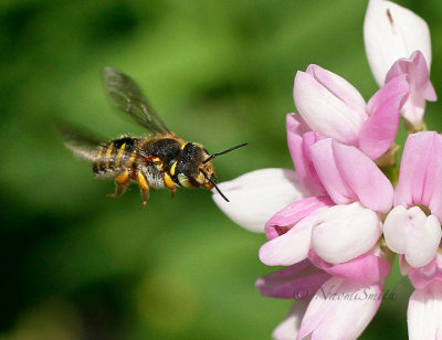 Anthidium oblongatum JL17 #5031