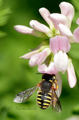 Anthidium oblongatum JL17 #5050