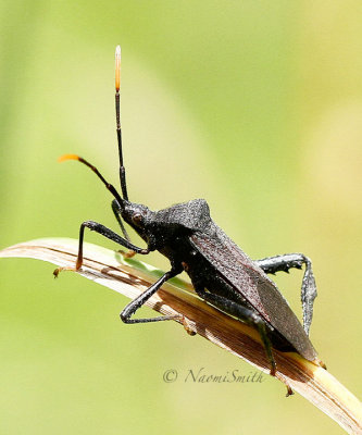 Acanthocephala terminalis JL17 #4687