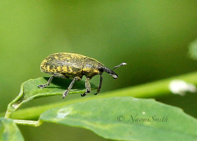Larinus planus JL17 #4868