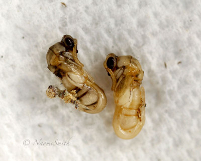 Leucospis affinis larvae JL17 #2599 (July 6/17)