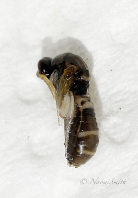 Leucospis affinis larvae JL17 #2621 (July 6/17)
