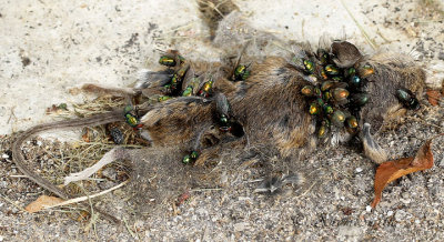 Bottle flies on dead mouse JL17 #3756