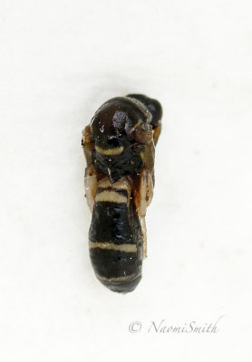 Leucospis affinis JL17 #3704 (July 10/17)