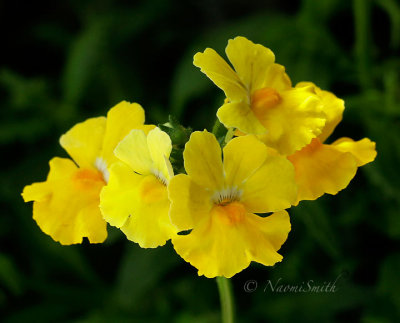 Sunsatia Lemon Nemesia MY17 #8546