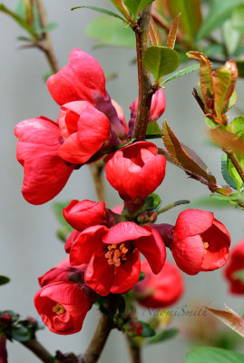 Flowering Quince - Chaenomeles speciosa  MY17 #8527