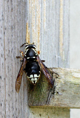 Dolichovespula maculata - Bald-faced Hornet  MY17 #0622