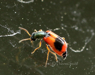 Anthocomus equestris MY17 #9084