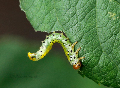 Sawfly Larva on Rose JL17 #3031