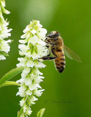 Honey Bee - Apis mellifera on Clover JL17 #3442