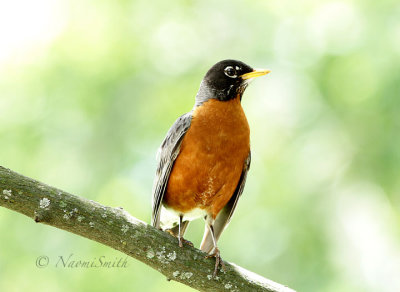 American Robin - Turdus migratorius JN17 #6887